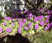 Frúarlykill Primula x pubescens 'Mrs J.H. Wilson'