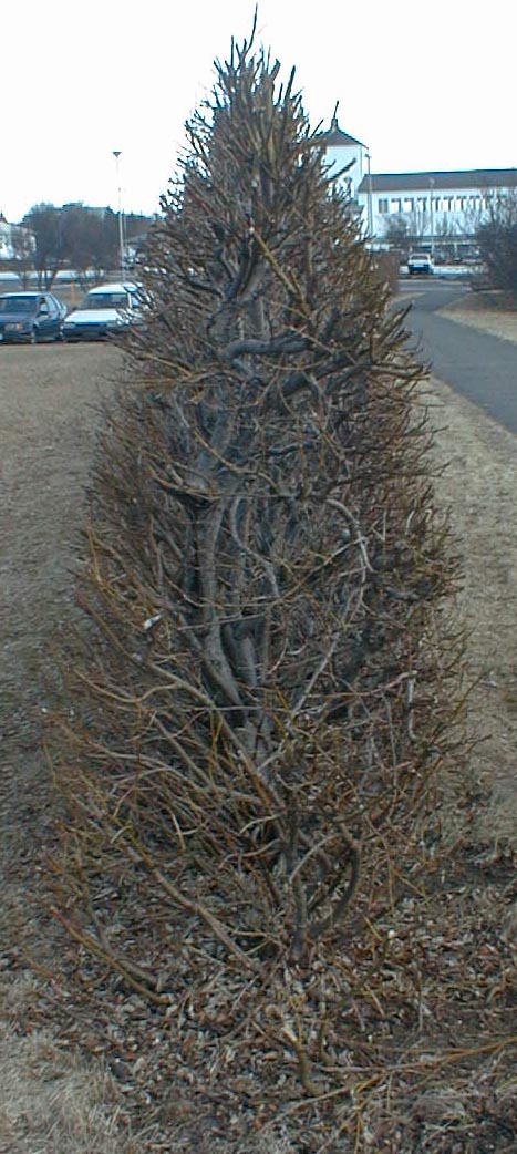 Limgerði
