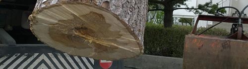 ösp felld