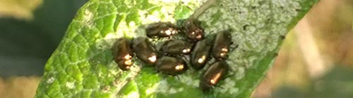 Asparglitta