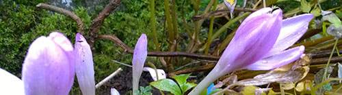 Eiturlilja