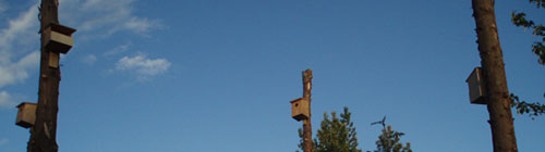 Fuglahús